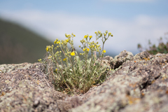 Potentilla bipinnatifida