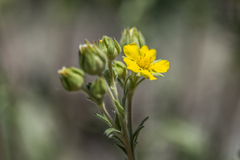 Potentilla bipinnatifida