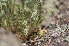 Potentilla bipinnatifida