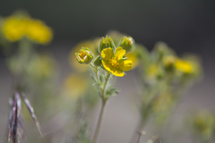 Potentilla bipinnatifida