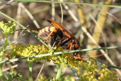 Cryptocheilus annulatus