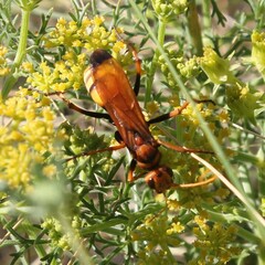 Cryptocheilus annulatus