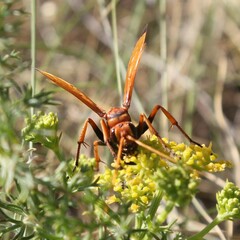 Cryptocheilus annulatus
