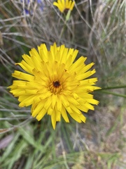 Hypochaeris scorzonerae