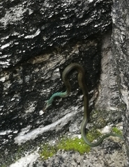 Drymobius margaritiferus