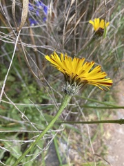 Hypochaeris scorzonerae
