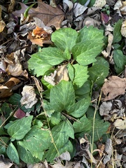 Pachysandra procumbens