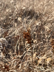 Juncus dudleyi