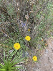 Hypochaeris scorzonerae