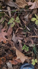 Osmorhiza longistylis
