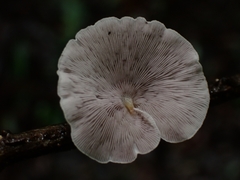 Campanophyllum proboscideum