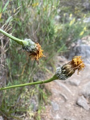 Hypochaeris scorzonerae