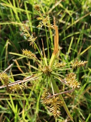 Cyperus