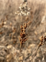 Juncus dudleyi