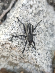 Aegorhinus albolineatus