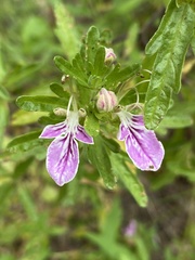 Teucrium bicolor