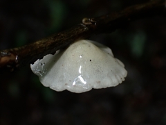 Campanophyllum proboscideum