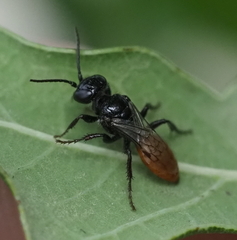 Astata