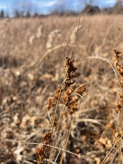 Juncus dudleyi