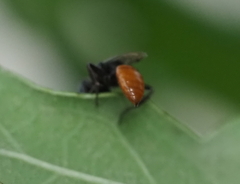 Astata