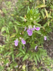 Teucrium bicolor