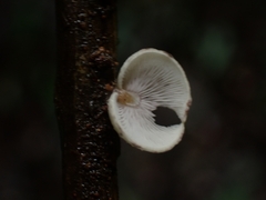 Campanophyllum proboscideum