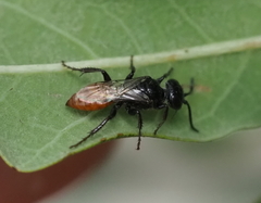 Astata