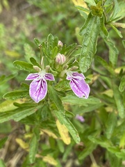 Teucrium bicolor