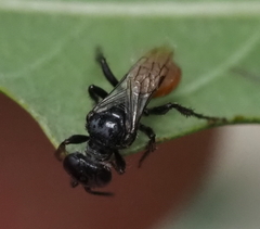 Astata