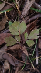 Osmorhiza longistylis