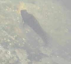 Parablennius pilicornis