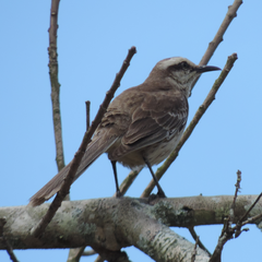 Mimus saturninus