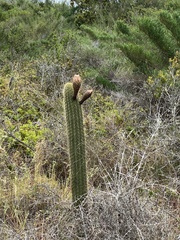 Trichocereus chiloensis litoralis