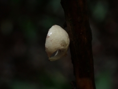 Campanophyllum proboscideum