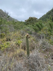 Trichocereus chiloensis litoralis