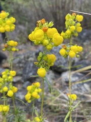 Calceolaria thyrsiflora