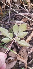 Osmorhiza longistylis