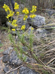 Calceolaria thyrsiflora