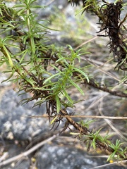 Calceolaria thyrsiflora