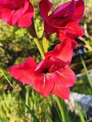 Gladiolus