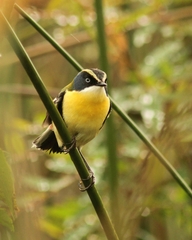 Tachuris rubrigastra