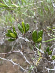Berberis chilensis