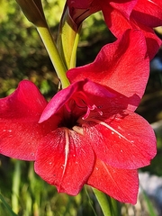 Gladiolus