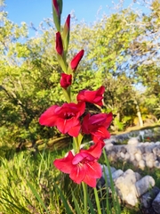 Gladiolus