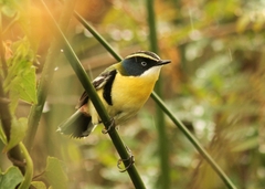 Tachuris rubrigastra