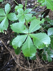 Pseudopanax lessonii