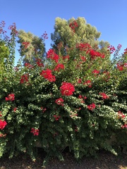 Bougainvillea