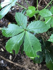 Pseudopanax lessonii
