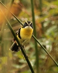 Tachuris rubrigastra