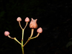 Sloanea synandra